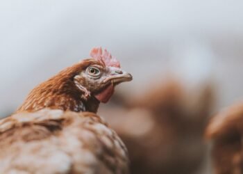 Indian food companies take consistent steps to end animal cruelty