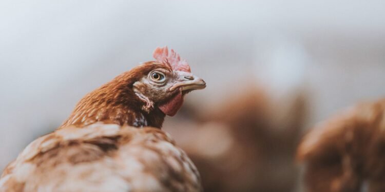 Indian food companies take consistent steps to end animal cruelty