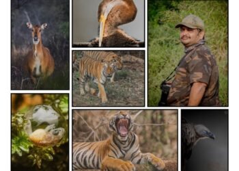 Capturing the Beauty of the Wild: The Lens of Hardik Shah