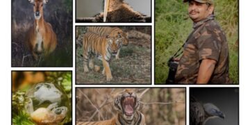 Capturing the Beauty of the Wild: The Lens of Hardik Shah