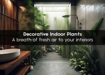A breath of fresh air to your interiors – Decorative Indoor Plants