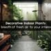 A breath of fresh air to your interiors – Decorative Indoor Plants