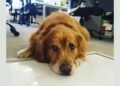 Arohas Co-Working: Where Luxury Meets Compassion in a Pet-Friendly Workspace