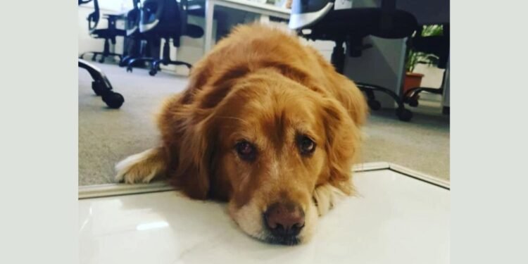 Arohas Co-Working: Where Luxury Meets Compassion in a Pet-Friendly Workspace