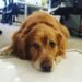 Arohas Co-Working: Where Luxury Meets Compassion in a Pet-Friendly Workspace