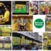 Beyond Snack Delights Devotees at Lalbaugcha Raja 2024 with Kerala Banana Chips
