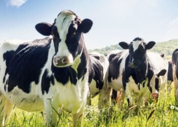 Maharashtra Animal Husbandry Department launches Maharashtra Methane Mission (M3) in collaboration with eVerse.AI