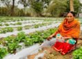 Vedanta’s “Project Sangam” empowers Kalahandi farmers through strawberry cultivation