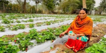 Vedanta’s “Project Sangam” empowers Kalahandi farmers through strawberry cultivation