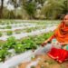 Vedanta’s “Project Sangam” empowers Kalahandi farmers through strawberry cultivation