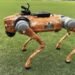 wTVision Creates Big Impact At IPL With Its Robotic Dog Camera, A Spectacular Tech Innovation