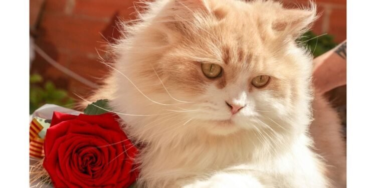 Why Adopt A Cat From Mummy Cat?