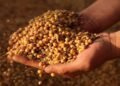Push to declare 2026 as ‘Year of Soy’ to boost nutrition, farmer incomes