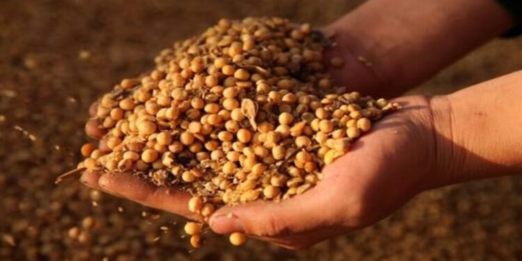 Push to declare 2026 as ‘Year of Soy’ to boost nutrition, farmer incomes