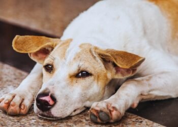 Stray Dog Menace: Government of India Pushes Humane ABC Rules with Funds, Community Role