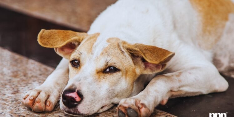 Stray Dog Menace: Government of India Pushes Humane ABC Rules with Funds, Community Role