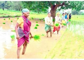 Vedanta Lanjigarh Scales Up System of Rice Intensification (SRI) in Kalahandi, Under Project Sangam