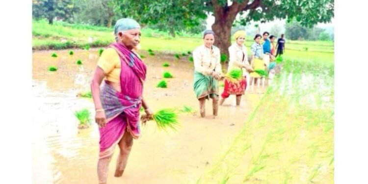 Vedanta Lanjigarh Scales Up System of Rice Intensification (SRI) in Kalahandi, Under Project Sangam