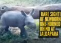 Jaldapara Rhino Calf 2026: Heartwarming Symbol of Wildlife Revival