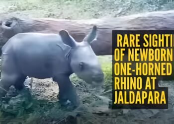 Jaldapara Rhino Calf 2026: Heartwarming Symbol of Wildlife Revival