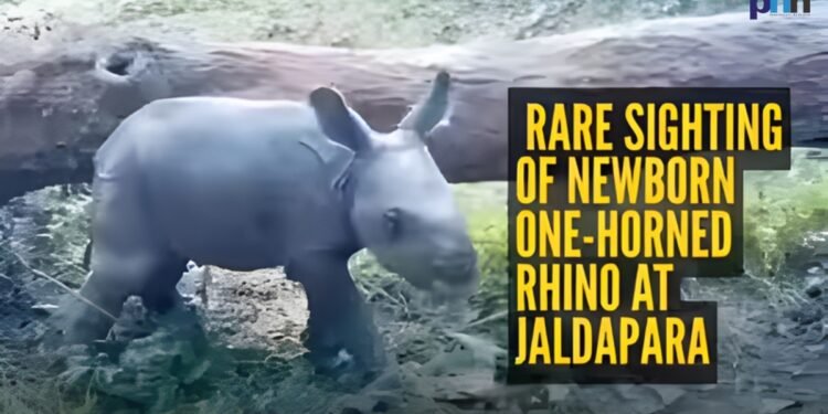 Jaldapara Rhino Calf 2026: Heartwarming Symbol of Wildlife Revival