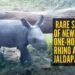 Jaldapara Rhino Calf 2026: Heartwarming Symbol of Wildlife Revival