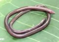 2026 Gegeneophis valmiki Discovery: Rare Amphibian Unearthed in India