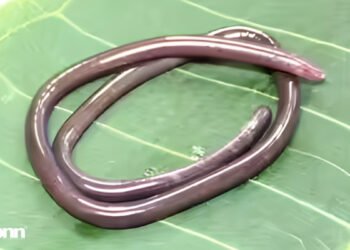 2026 Gegeneophis valmiki Discovery: Rare Amphibian Unearthed in India