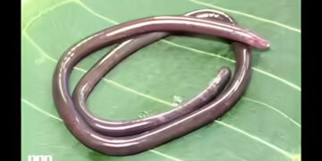 2026 Gegeneophis valmiki Discovery: Rare Amphibian Unearthed in India