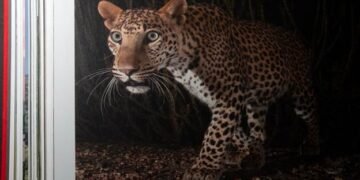 Ghosts of the Granite Hills: A Visual Journey Through Jawai’s Wildlife Ecosystem