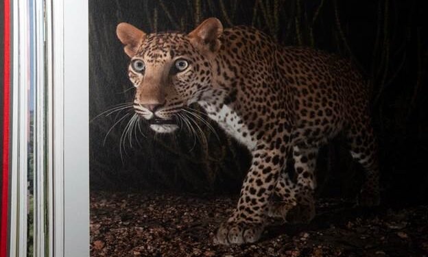 Ghosts of the Granite Hills: A Visual Journey Through Jawai’s Wildlife Ecosystem