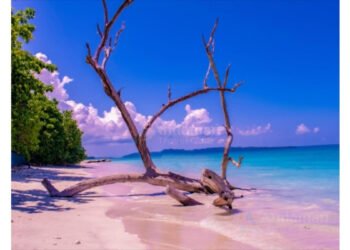 Andaman Travel Care Recognized for Customized Andaman Tour Packages and Honeymoon Travel Experiences