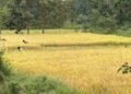 LongStraw Carbon Brings Climate Action and Rural Employment Together in Odisha’s Tribal Heartland