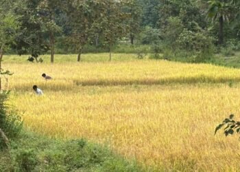 LongStraw Carbon Brings Climate Action and Rural Employment Together in Odisha’s Tribal Heartland