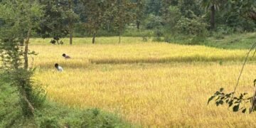 LongStraw Carbon Brings Climate Action and Rural Employment Together in Odisha’s Tribal Heartland