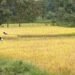 LongStraw Carbon Brings Climate Action and Rural Employment Together in Odisha’s Tribal Heartland