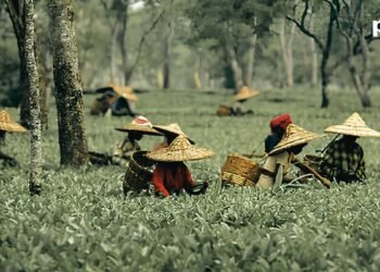 Assam Budget Announces ₹3/kg Subsidy for Tea Producers
