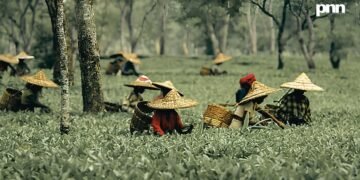 Assam Budget Announces ₹3/kg Subsidy for Tea Producers