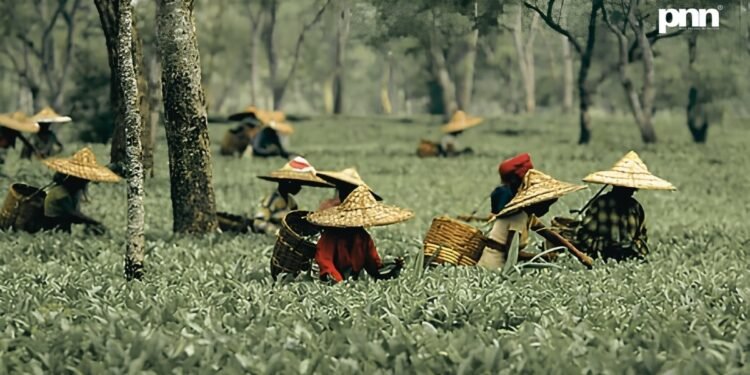 Assam Budget Announces ₹3/kg Subsidy for Tea Producers