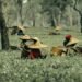 Assam Budget Announces ₹3/kg Subsidy for Tea Producers