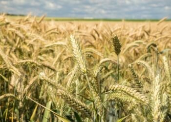 Complete Guide to Wheat Farming: From Sowing to Harvest in Simple Steps
