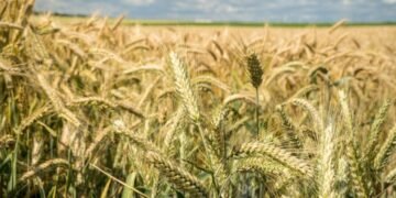 Complete Guide to Wheat Farming: From Sowing to Harvest in Simple Steps