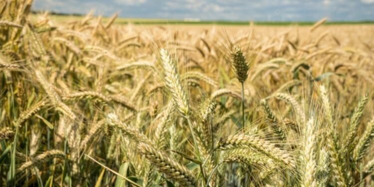 Complete Guide to Wheat Farming: From Sowing to Harvest in Simple Steps