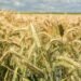 Complete Guide to Wheat Farming: From Sowing to Harvest in Simple Steps