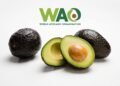World Avocado Organisation Highlights Avocado’s Role in Post-Monsoon Wellness as India Enters the Festive Season