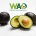World Avocado Organisation Thanks Hon’ble Prime Minister of India for Spotlighting the Nutritional Benefits and Versatility of Avocados