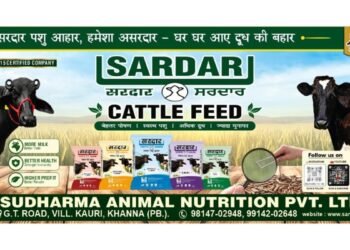 Sardar Cattle Feed: From a 1984 Family Legacy to a Modern Cattle Nutrition Brand