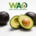 After the Festive Feasting: Could Avocado Be Your Everyday Meal Upgrade?
