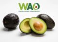 Beyond Sabudana and Kuttu: Fresh Ideas to Bring Avocado to the Navratri Table